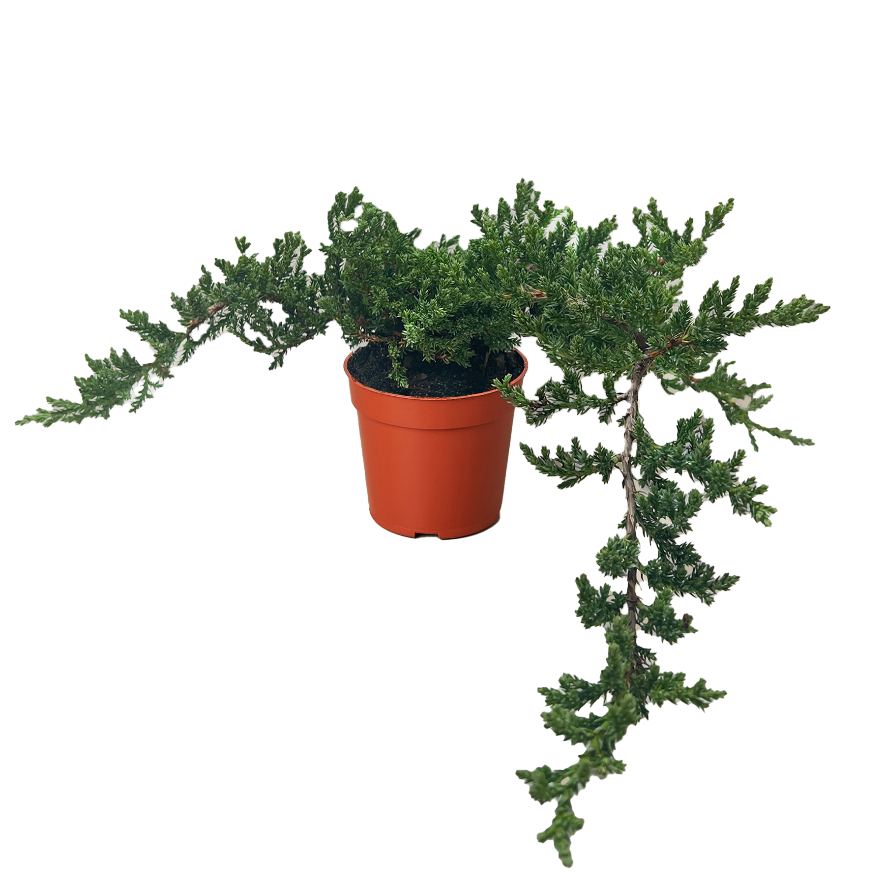 House Plant Wholesale - Wholesale Live Plant - Bonsai Juniper - 4" Pot1