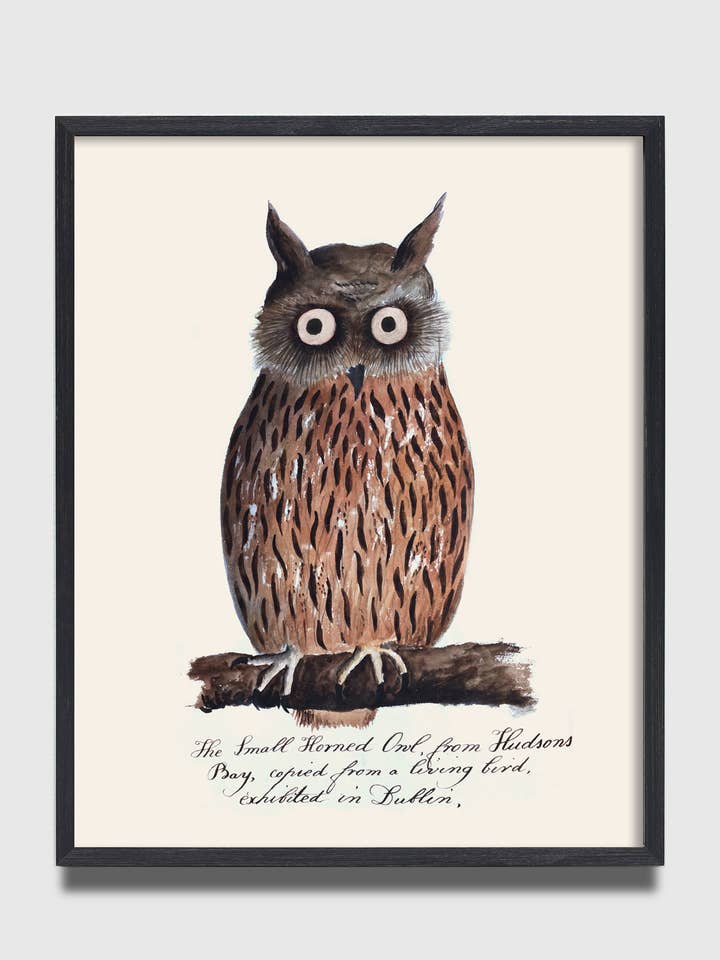 Hibou à cornes #2 — La Collection Naturaliste pour la vente par Capricorn Press