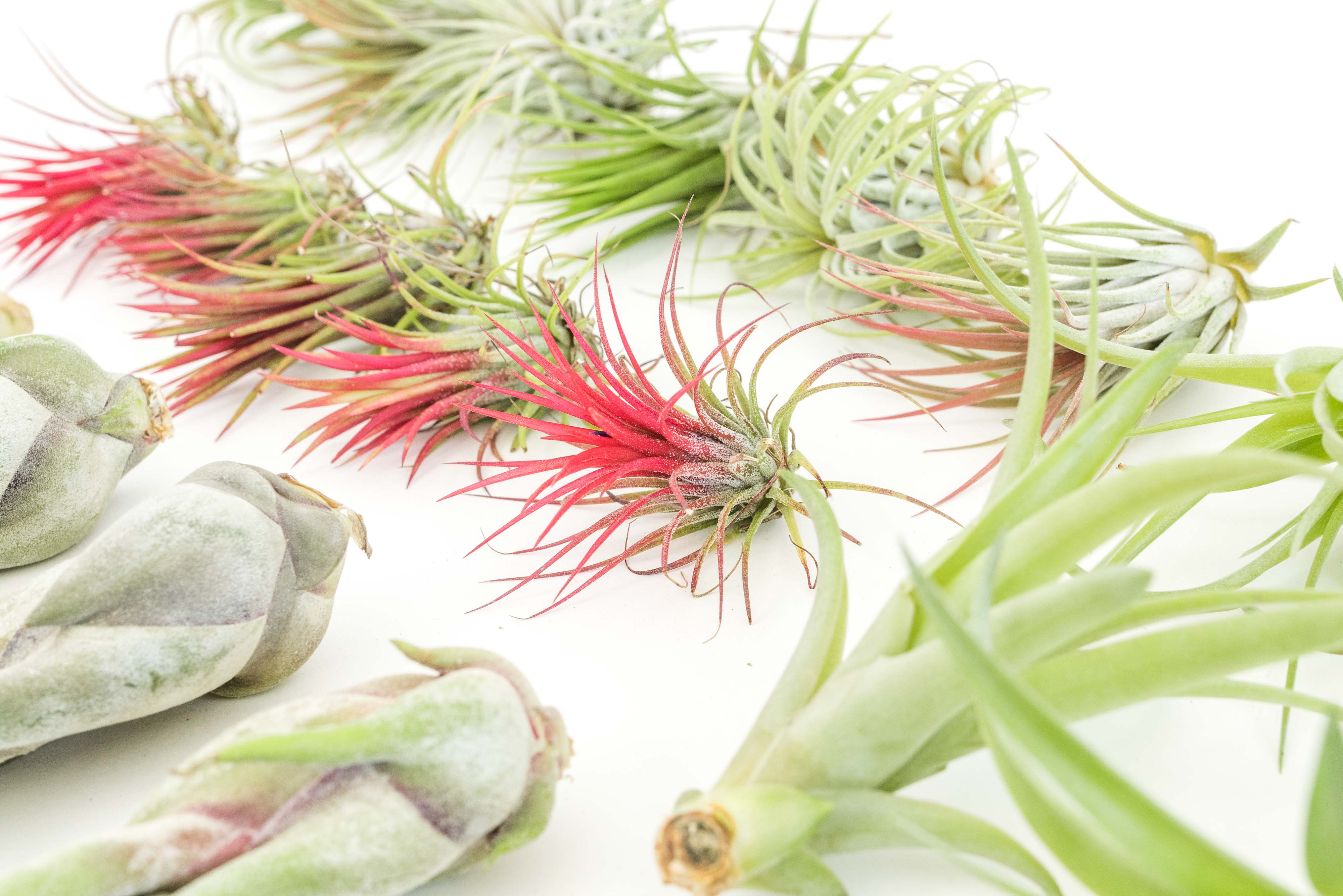Air Plant Shop - Wholesale Live Plant - The Best Seller Tillandsia Air Plant Pack - 48 Plants9