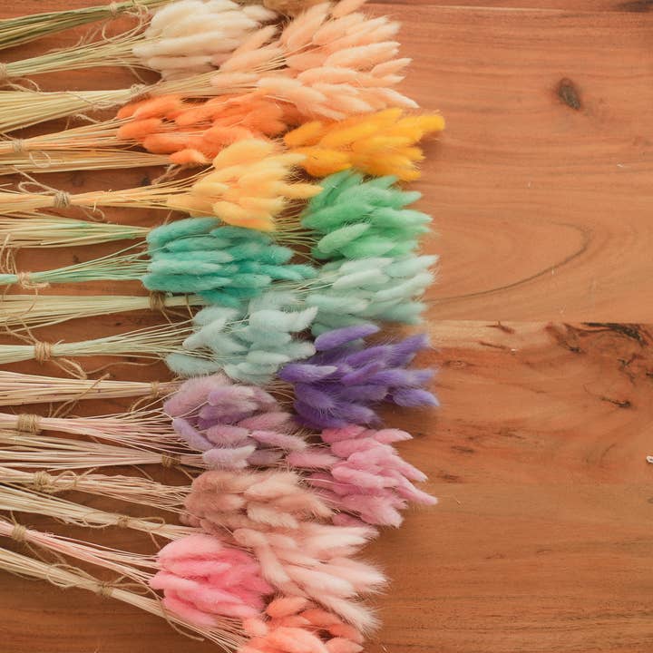 Eucalypt Co. - Wholesale Dried/Pressed Flowers - Bunny Tails