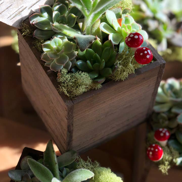 Jardinière Succulent pour la vente par Living Arrangement
