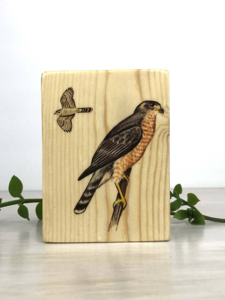 Cooper's Hawk Wood Panel, Cooper's Hawk Print På Træ for engroshandel hos Streetlightbirds