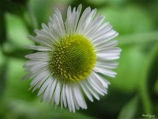 The Rike - Wholesale Plant Seeds - 5 pack x 1000 seeds daisy fleabane seeds Erigeron annuus4