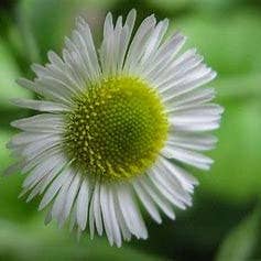 The Rike - Wholesale Plant Seeds - 5 pack x 1000 seeds daisy fleabane seeds Erigeron annuus4