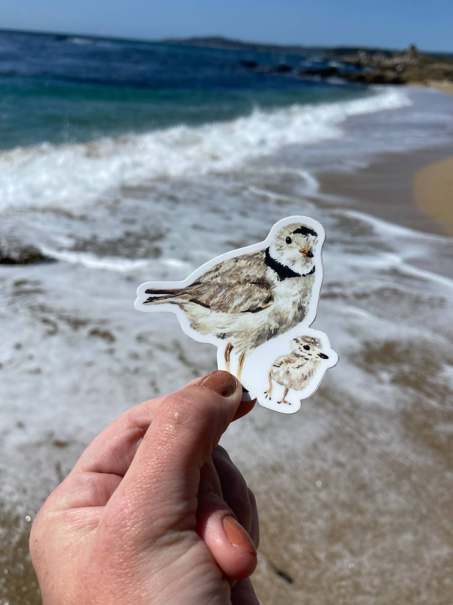 Brush & Bark - Wholesale Sticker - Piping Plovers Sticker2
