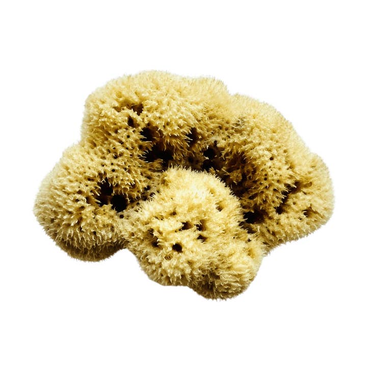 Natursvamp til babypleje for engroshandel hos Baby Shell