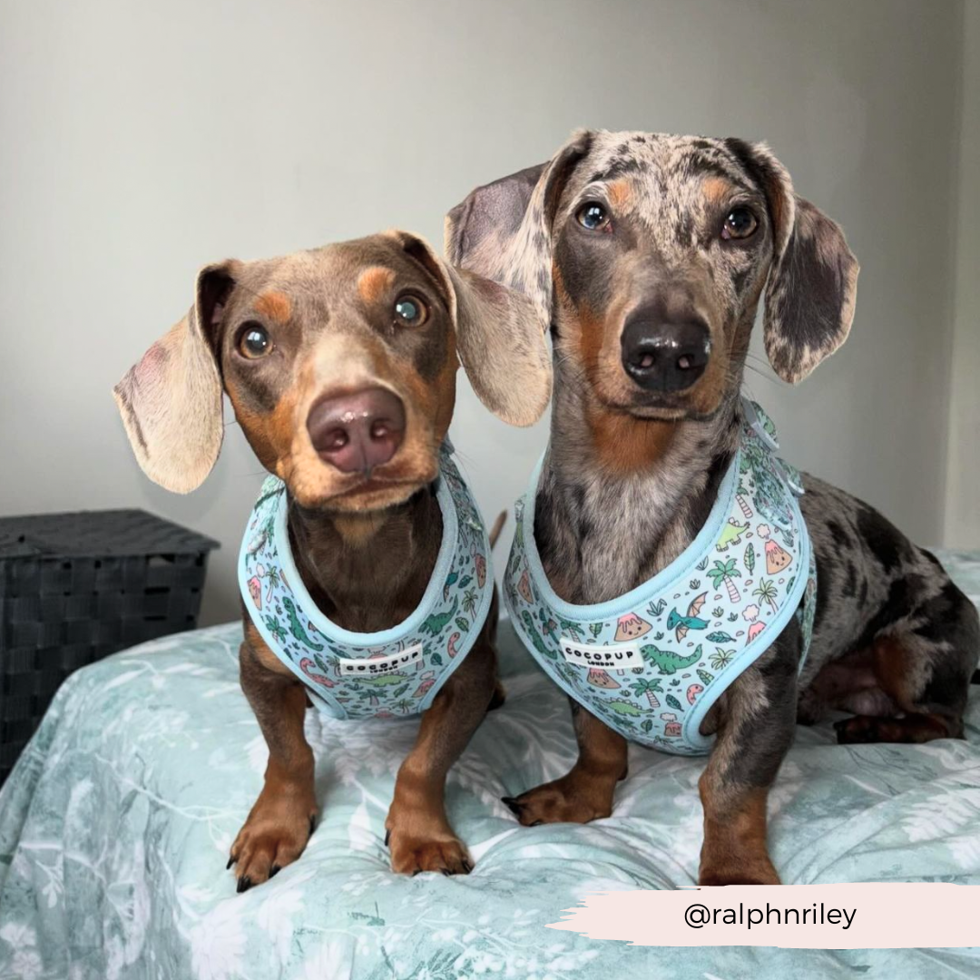 Cocopup London - Venta al por mayor Arnés - Perros - Arnés ajustable para cuello Dinopaws30