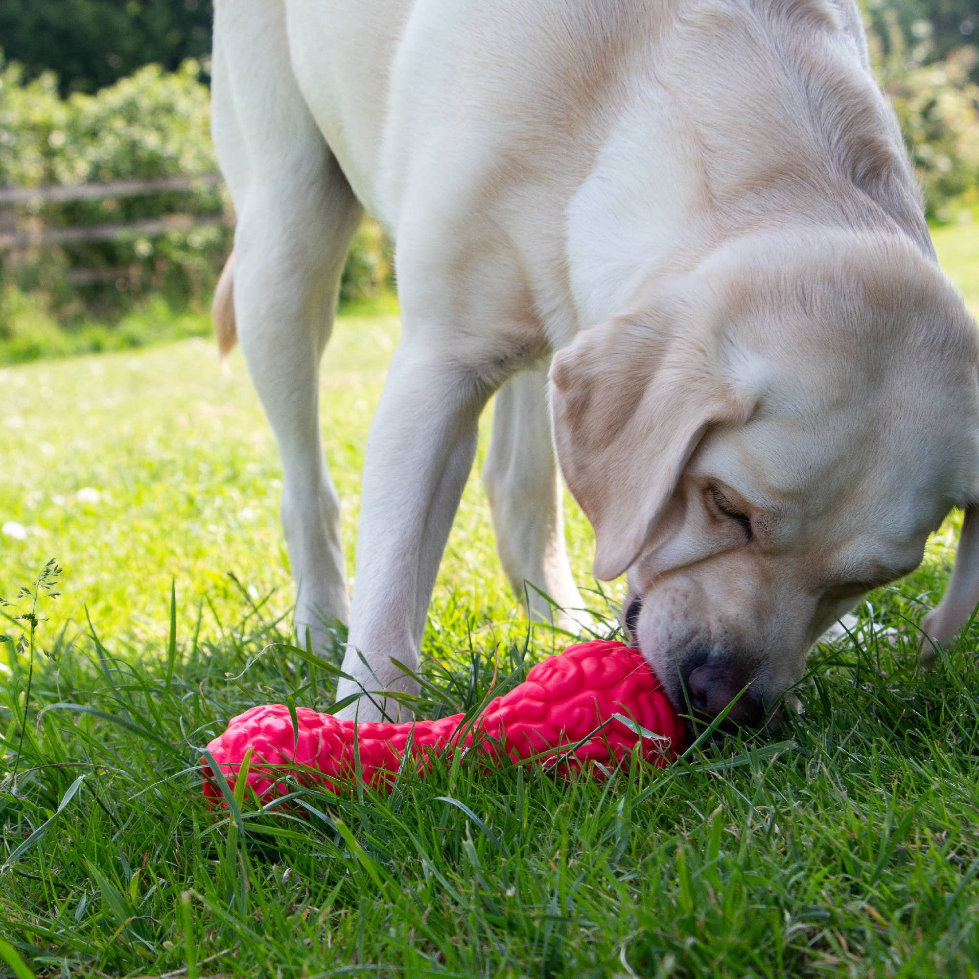 Ancol Pet Products Ltd - Wholesale Speeltje - Hond - ÖRVA Tuff Stuff Brain Treat Dumbell1
