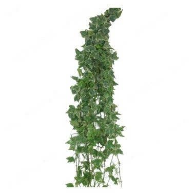 Florasource - Wholesale Fresh Cut Flowers - Ivy 5 / 10 / 15 / 20 bunches0