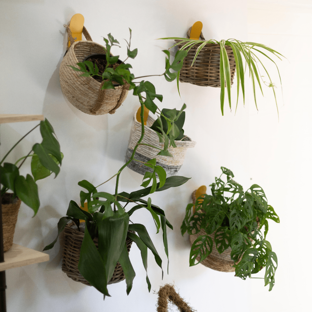 Basketly - Wholesale Basket - Rattan Wall Basket4