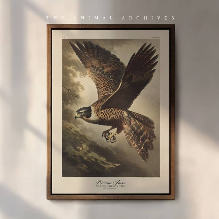 Peregrine Falcon, Naturalist, Antique Vintage Style Print for wholesale by The Poet and The Piper