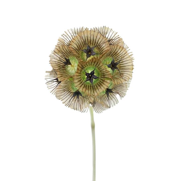 Scabiosa Pods - Fresh Cut Flowers for wholesale by Metro Flower Market