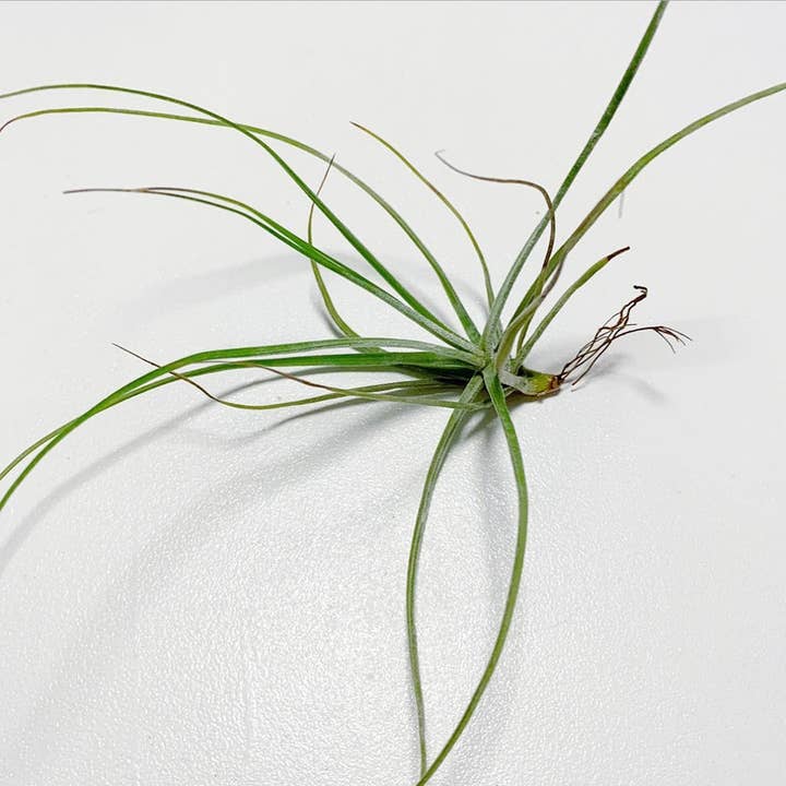 Best Plant Friend - Wholesale Live Plant - Tillandsia Schiedeana 7" Wide, Unique Air Plant Home Decor1