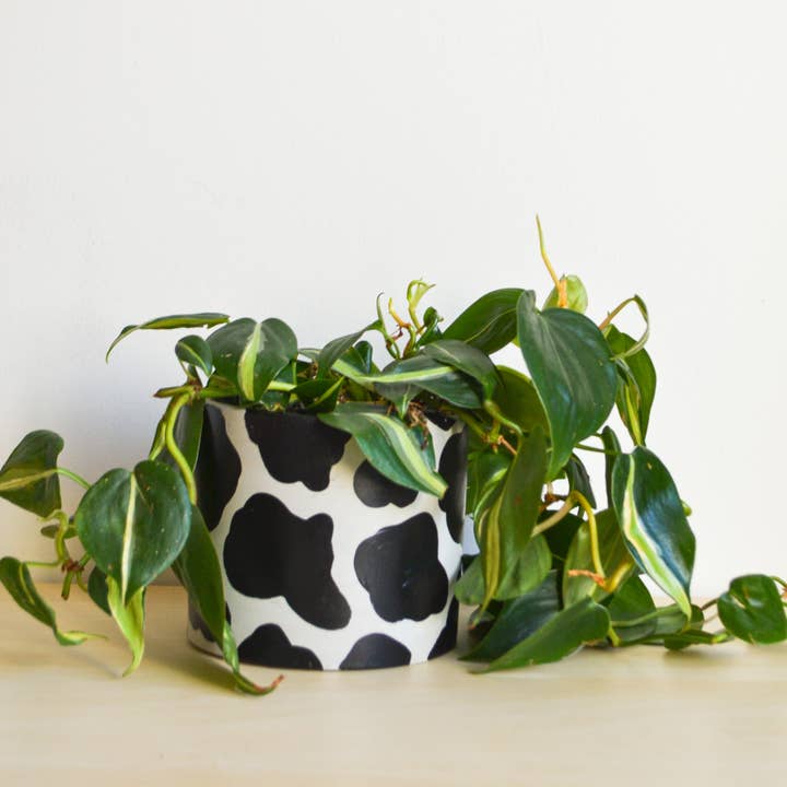 Handpainted Cow Planter | multiple sizes and other Purchase Wholesale maceteros. Free Returns & Net 60 Terms on Faire trending on Faire.