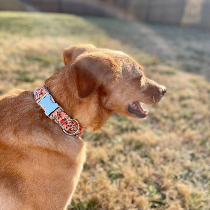 The Oxford Dog - Wholesale Pet Collar - Dog - Rosa Peach Dog Collar