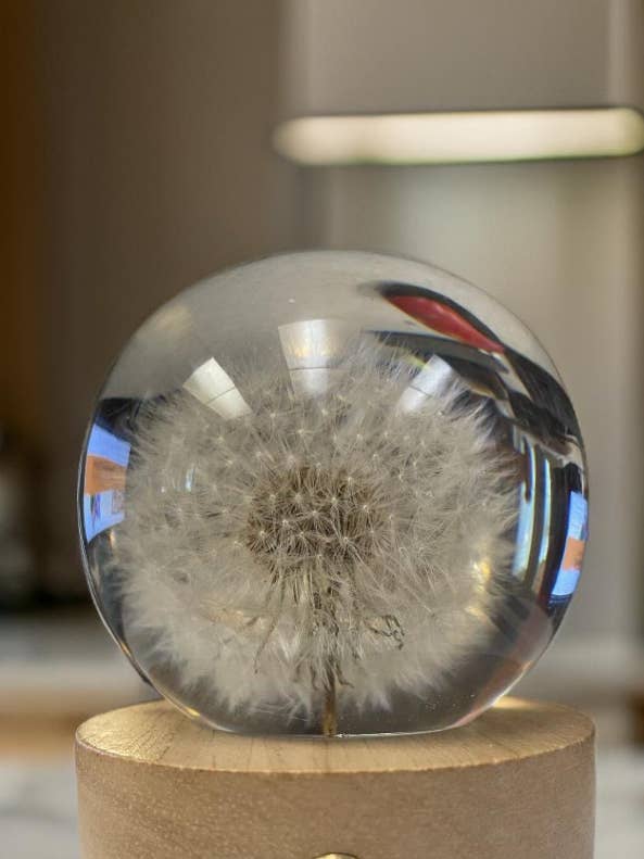 Dandelion Wish Night Light for wholesale by Lake Brothers