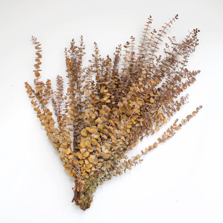 Roxanne's Dried Flowers - Wholesale Dried/Pressed Flowers - Eucalyptus - Spiral