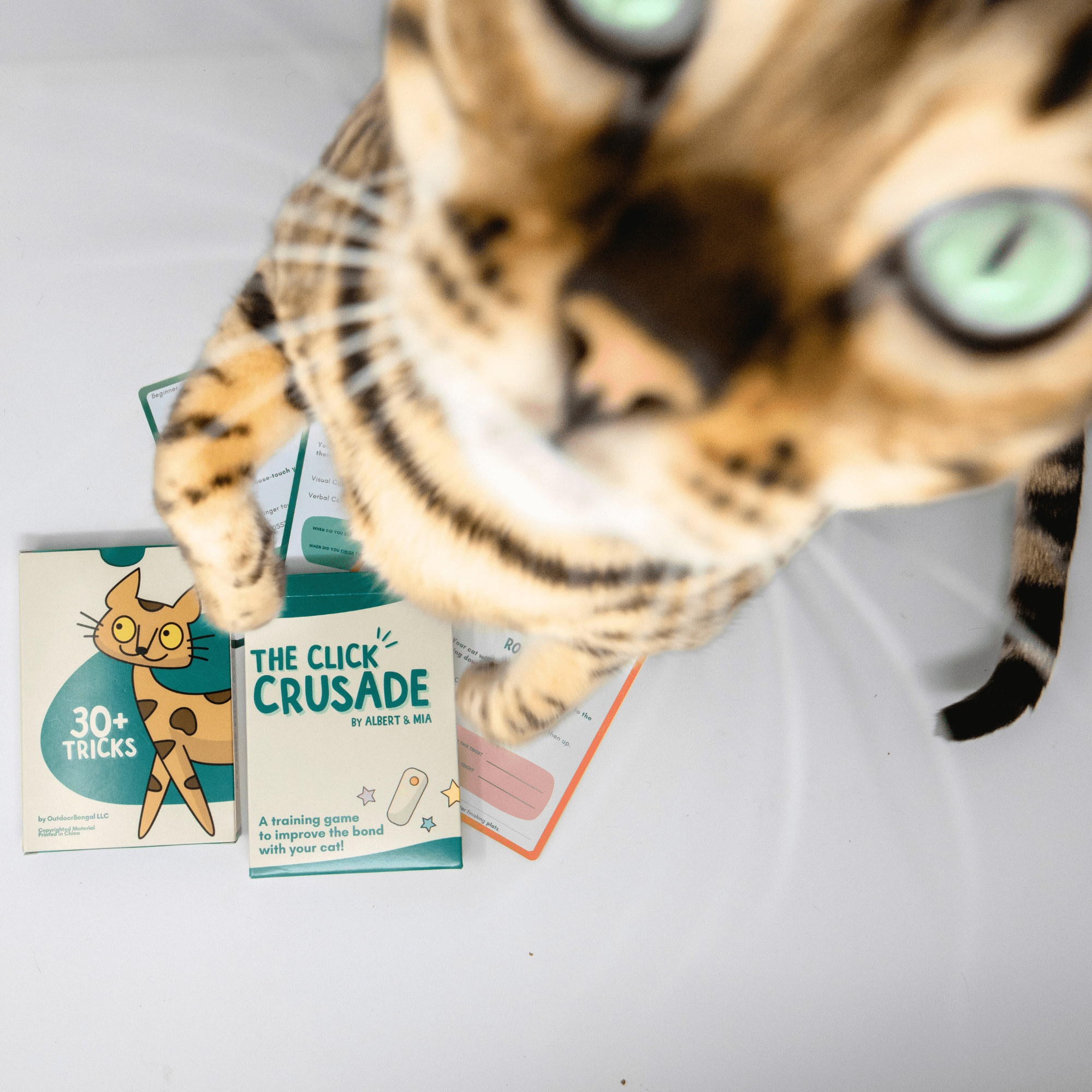 Outdoor Bengal - Wholesale Card Game - CLICK CRUSADE™ - Cat Training2