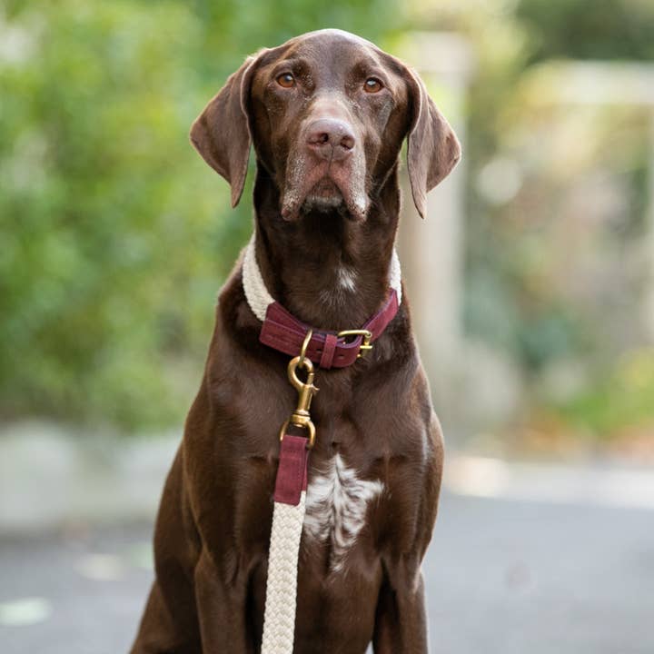 Hugo & Hudson - Wholesale Pet Collar - Dog - Flat Rope and Leather Dog Collar - Burgundy5