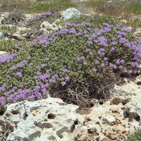 Raw Artisan Honey – wholesale Honey – Greek Raw Thyme Honey - 450g1