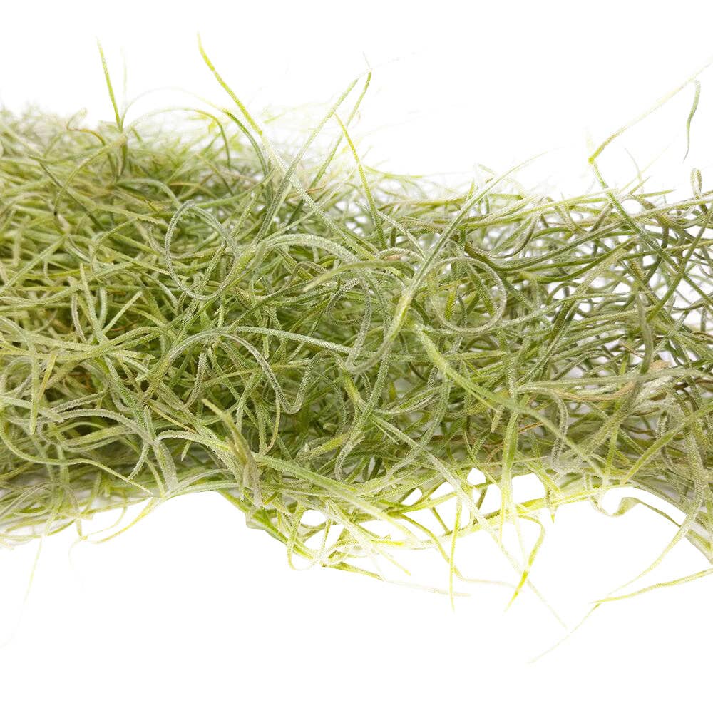 Best Plant Friend - Wholesale Live Plant - Spanish Moss Usneoides Air Plant, Fairy's Hair Live Plant2