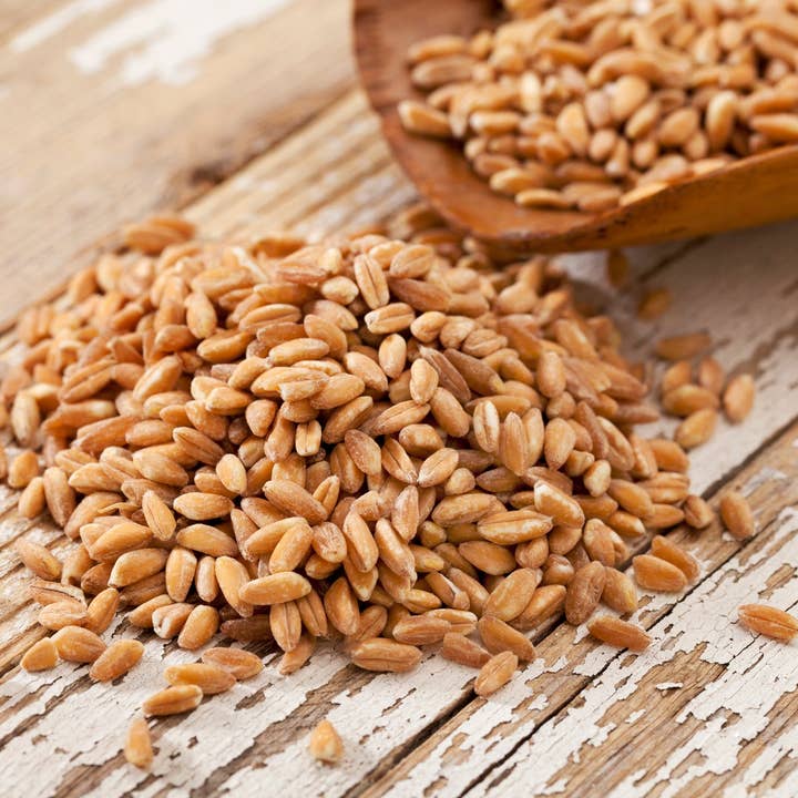 Dahlia Pets - Wholesale Plant Seeds - Non-GMO Wheat Seeds for Sprouting Fodder (Wheat Grass) -- Sustainably Grown In Missouri To Encourage Positive Behaviors
