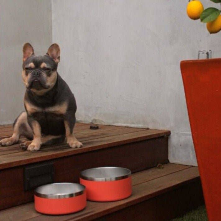 Tilley + Me - Wholesale Pet Bowl - Cat/Dog - Stainless Steel Pet Food + Water Bowl | 32oz and 64oz17