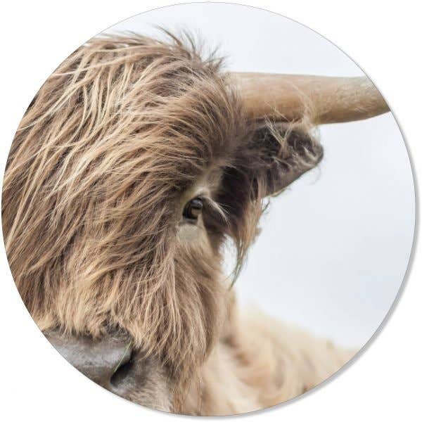 Ko Naturlig för wholesale av GM decoratie