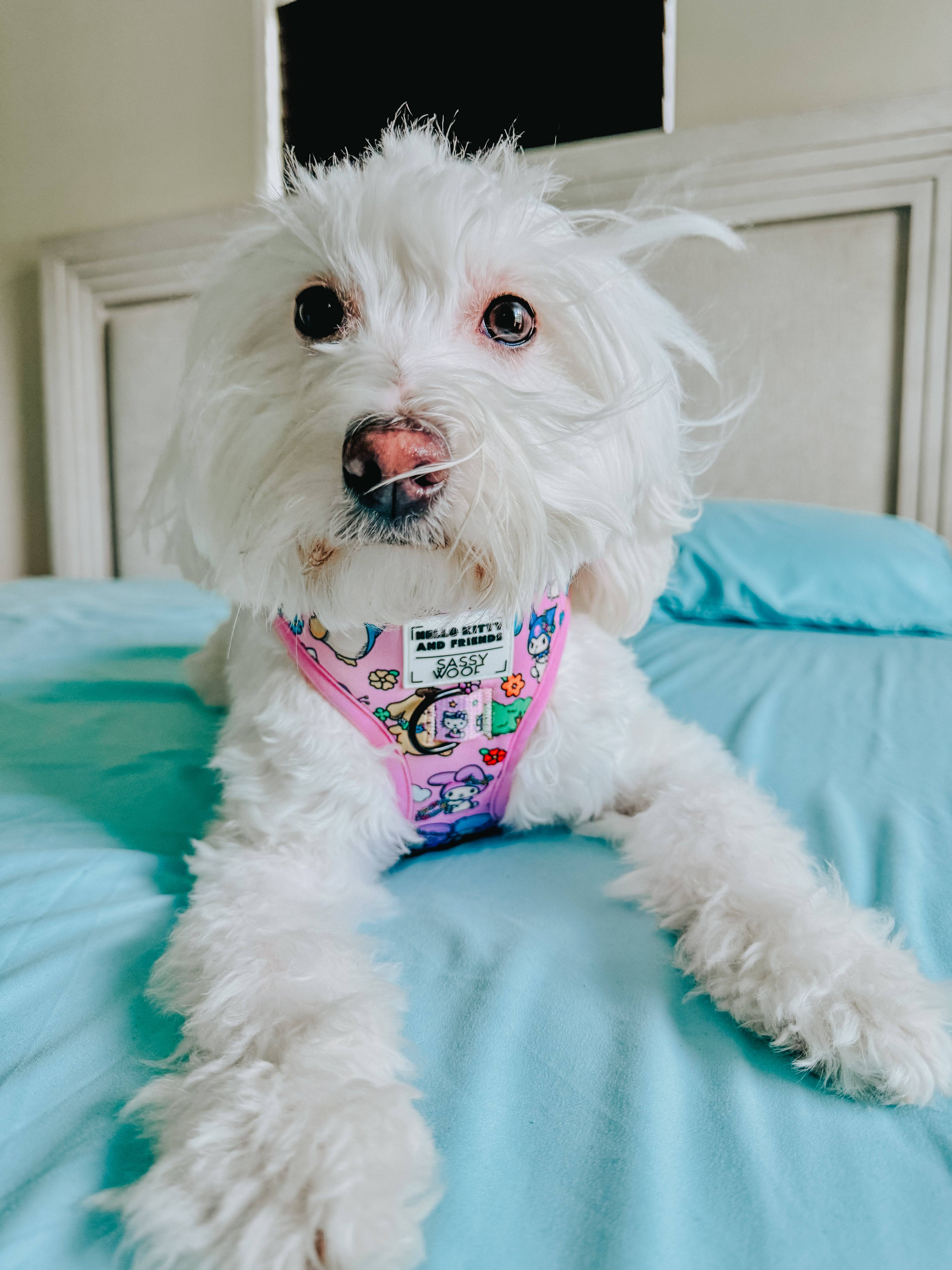 SASSY WOOF - Wholesale Pet Harness - Dog - Dog Adjustable Harness - Hello Kitty® & Friends Flower Festival11