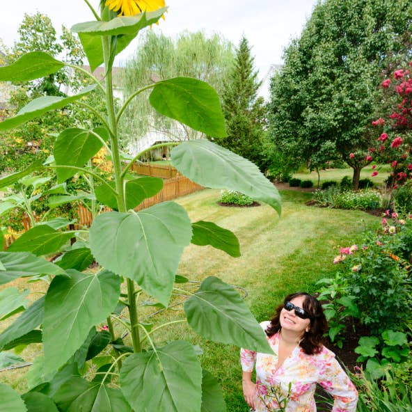 lotusleafaltars - Wholesale Plant seeds - Young Gardener XL Seed Set - With colourful grow guides!12