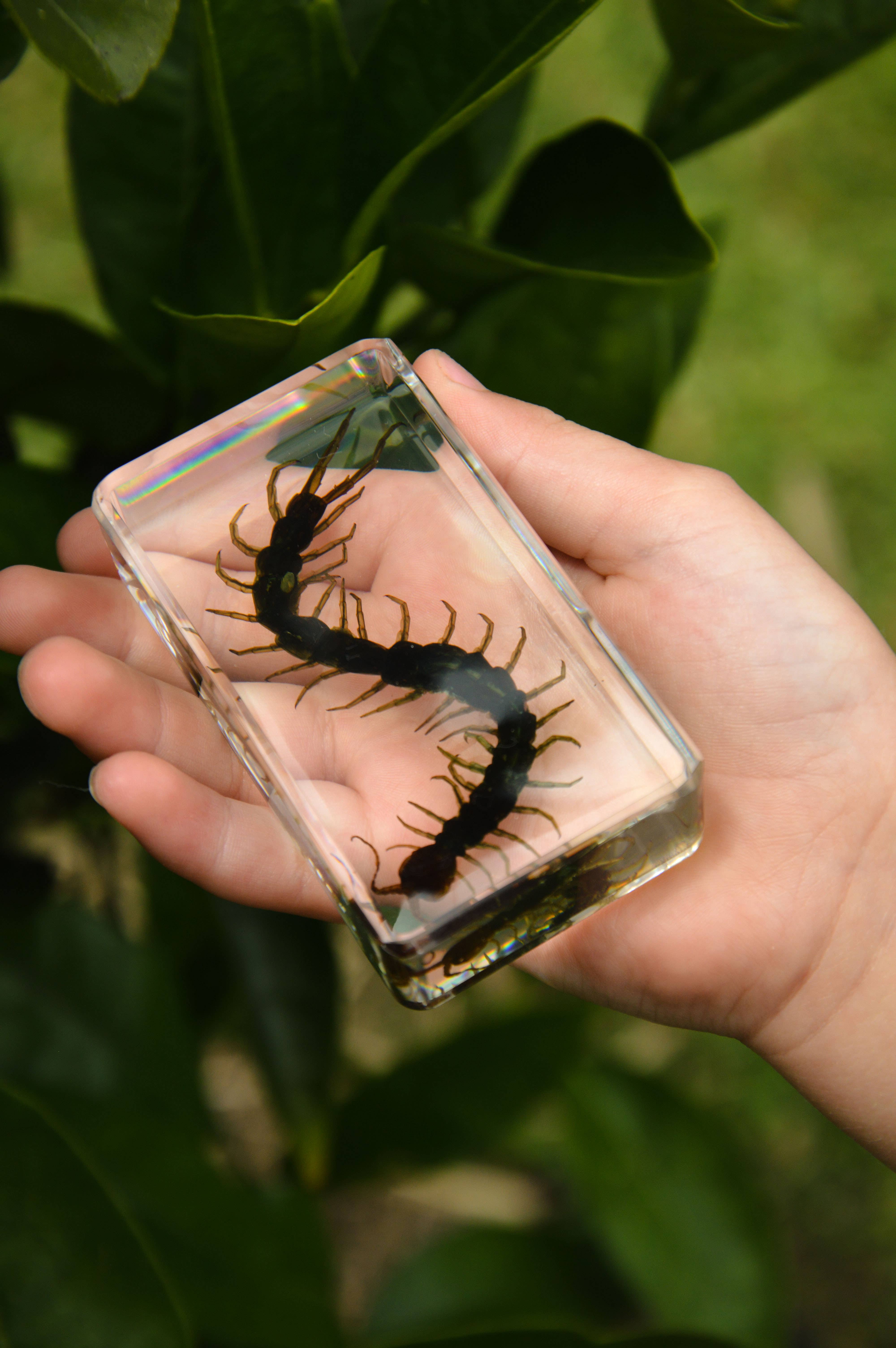 Our Earth Life - Venta al por mayor Artículo decorativo de mesa - Especimen de ciempiés