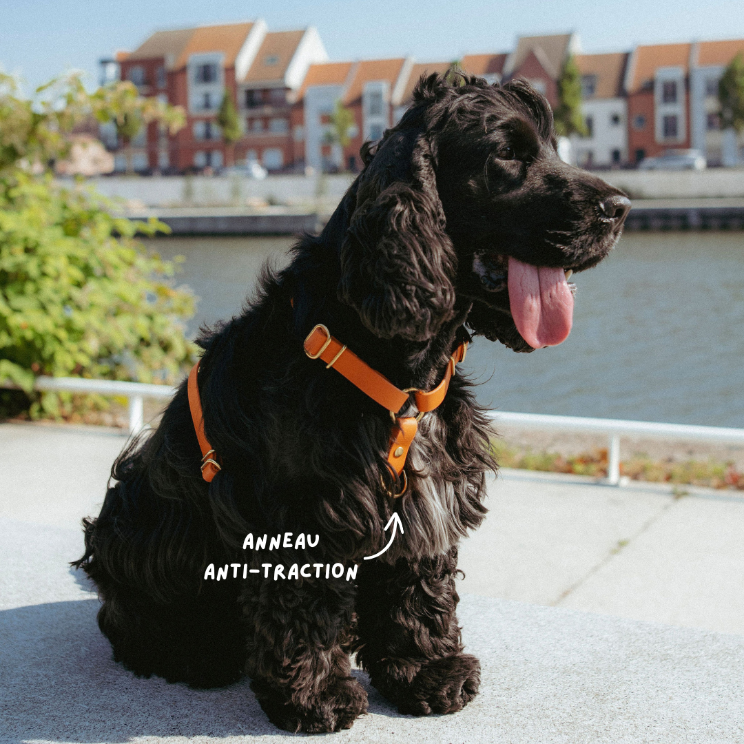 Oscar & co - Wholesale Pet Harness - Dog - Waterproof dog harness - colors of your choice2