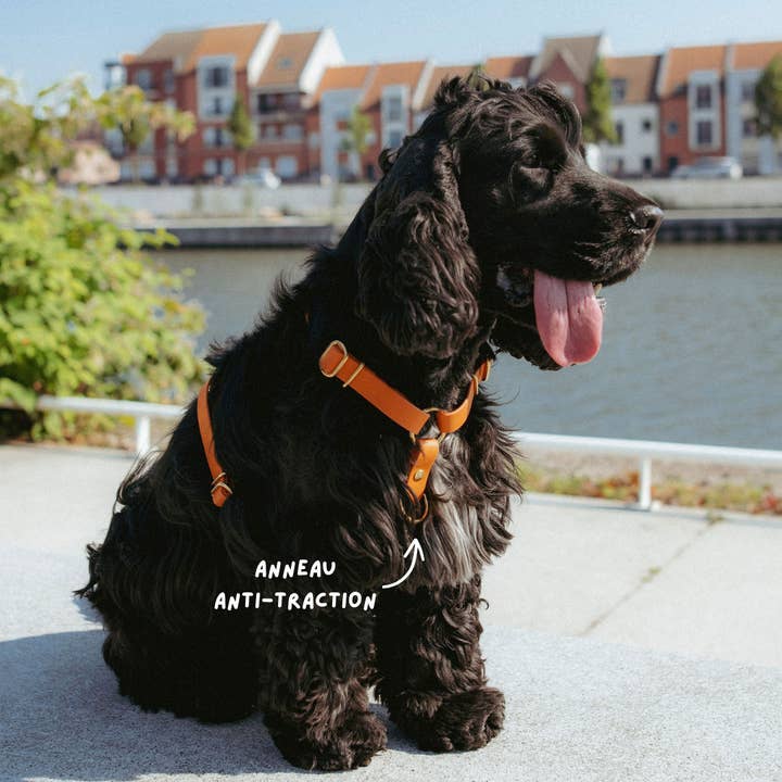 Oscar & co - Wholesale Pet Harness - Dog - Waterproof dog harness - colors of your choice2