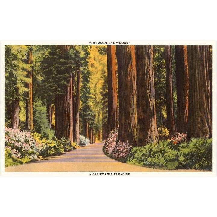 Greeting Card CA-288 Redwood Forest for wholesale by Found Image Press