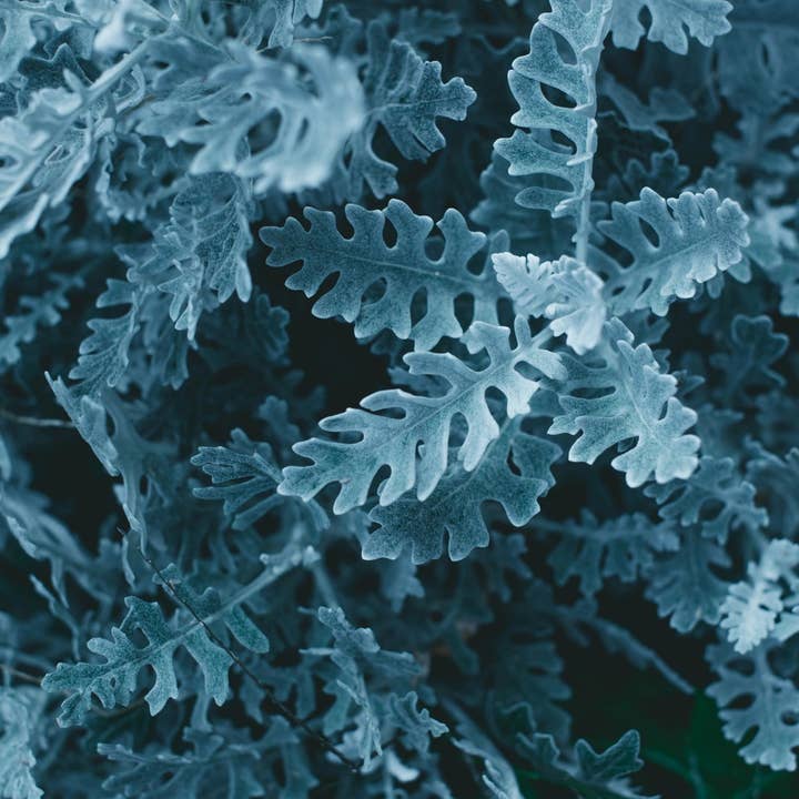 Juniper Incense Cones for wholesale by Beaches of Tunisia, LLC