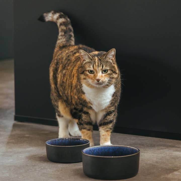 AVA bowls - Wholesale Pet Bowl - Cat/Dog - Ceramic food bowl Manta