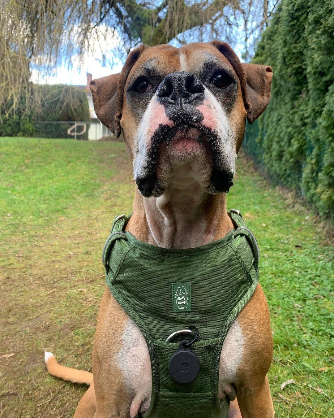 Verde Cactus Imbracatura robusta per uso quotidiano - Verde cactus in vendita all'ingrosso su Faire6