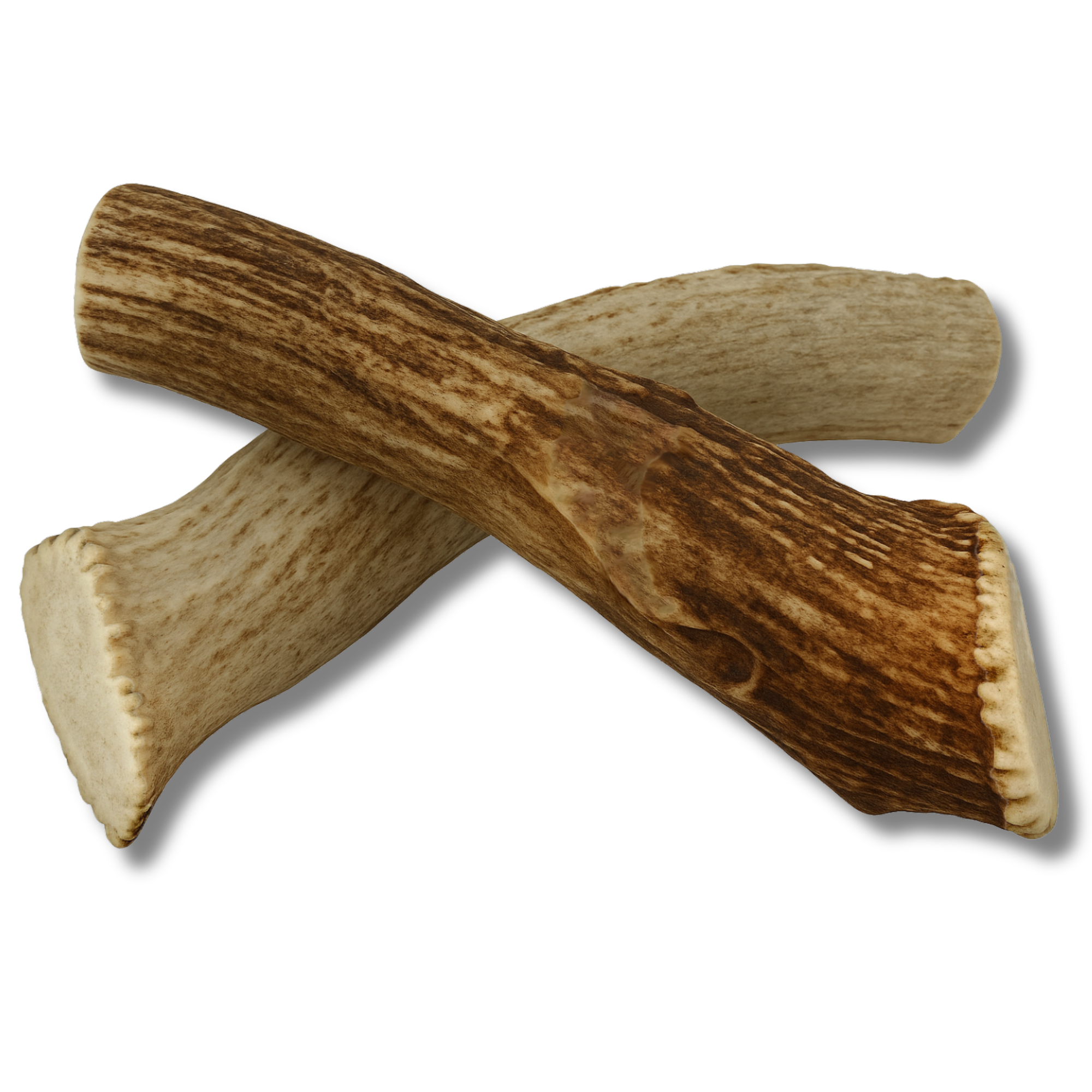 WhiteTail Naturals - Wholesale Pet Bone/Rawhide - Dog - MONSTER Size- XXL Whole Antler Chews Sold by The Pack2