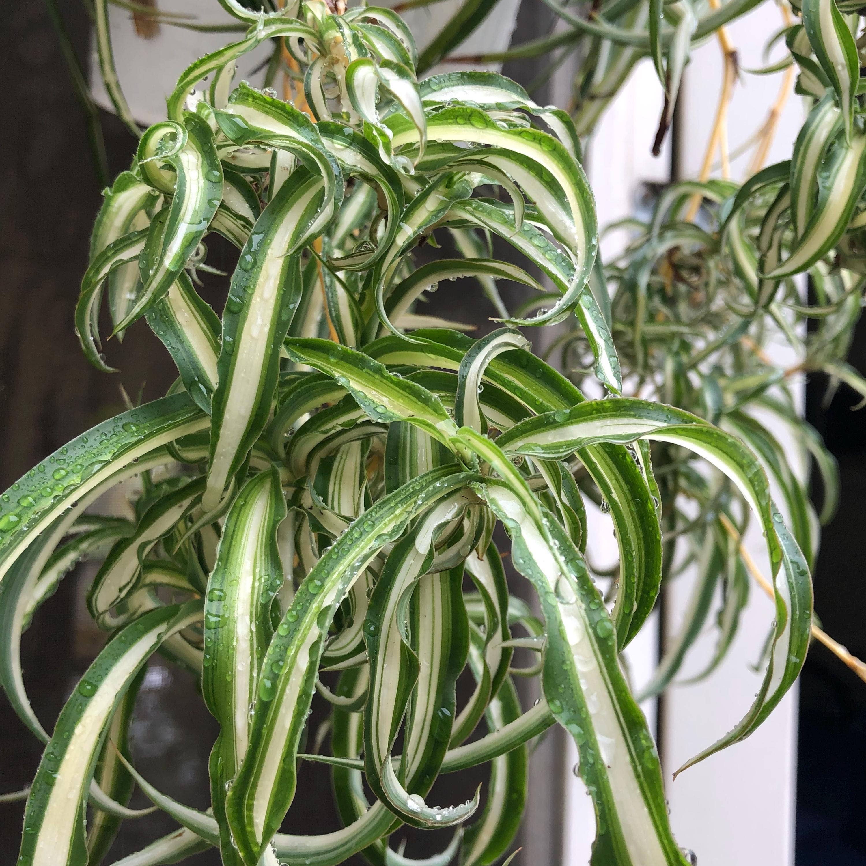 Wildheart Crystals – wholesale Levande växt – Lockig Bonnie spindelväxt - Luftrenande krukväxt för barnrum9