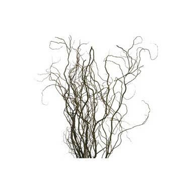 Florasource - Wholesale Fresh Cut Flowers - Curly Willow TIPS 150 stems BULK BOX