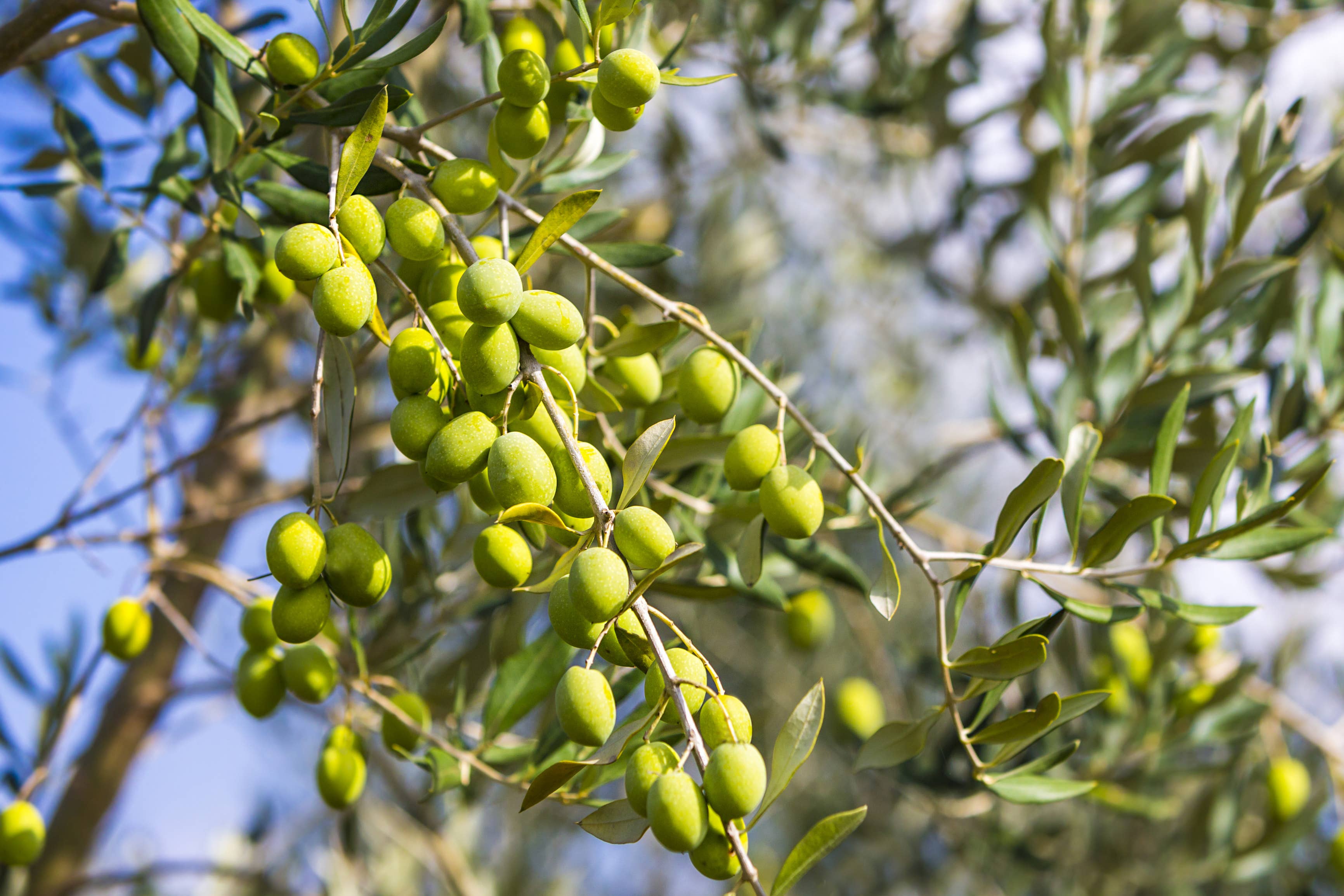 REMOVED BRAND - Vendita all'ingrosso Olio d'oliva - Olio Extra Vergine Di Oliva Biologico 250ml - Benvolio Baby7