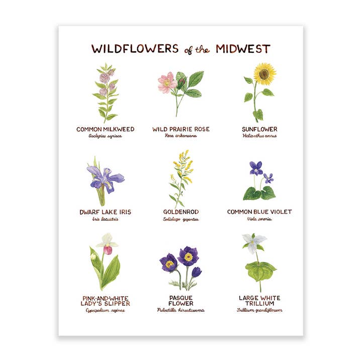 Wildflowers of the Midwest - 11" x 14" Botanical Art Print for wholesale by Yardia