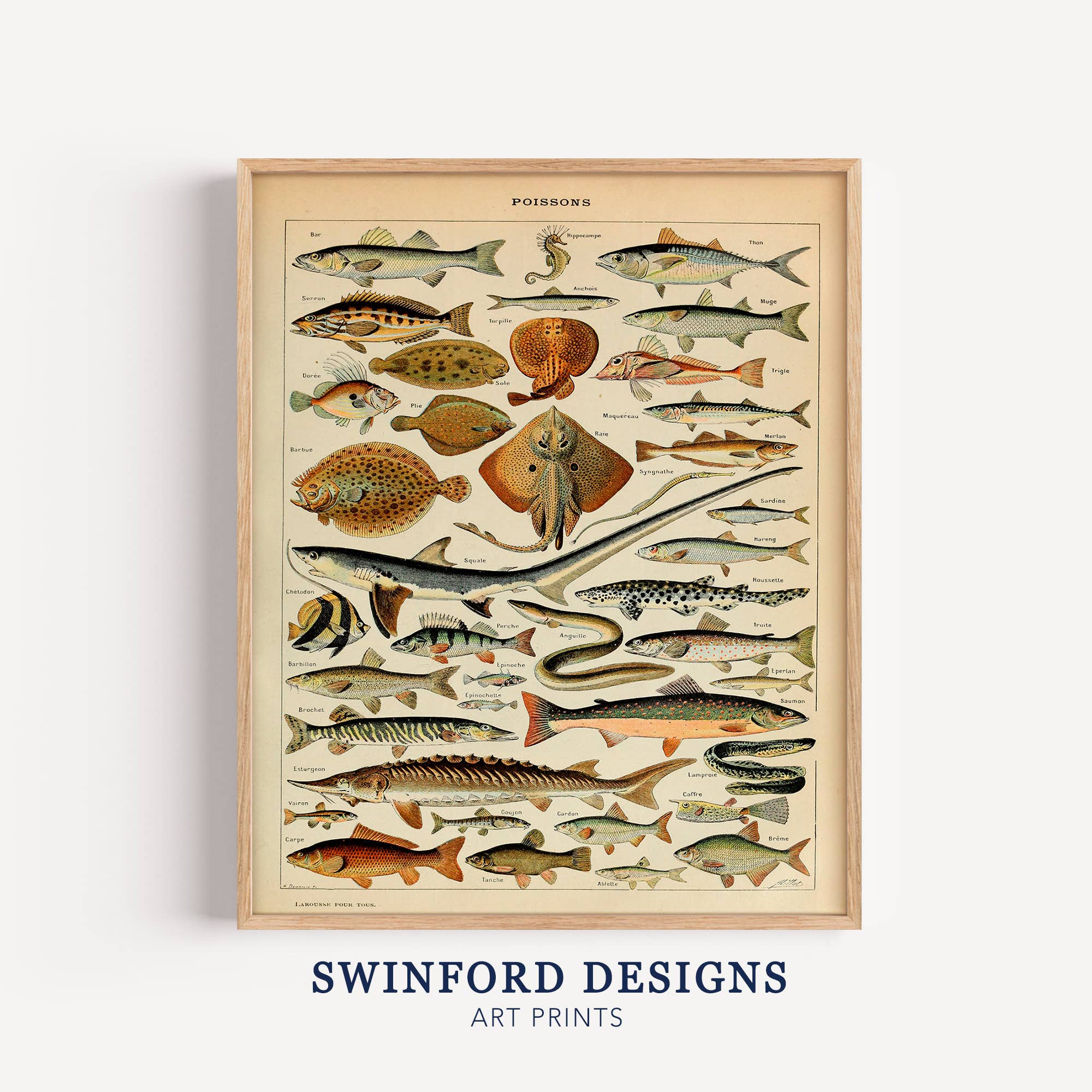 Swinford Designs - Wholesale Art Print - Vintage Fish Guide Art Print - Illustrated Chart Poissons B0