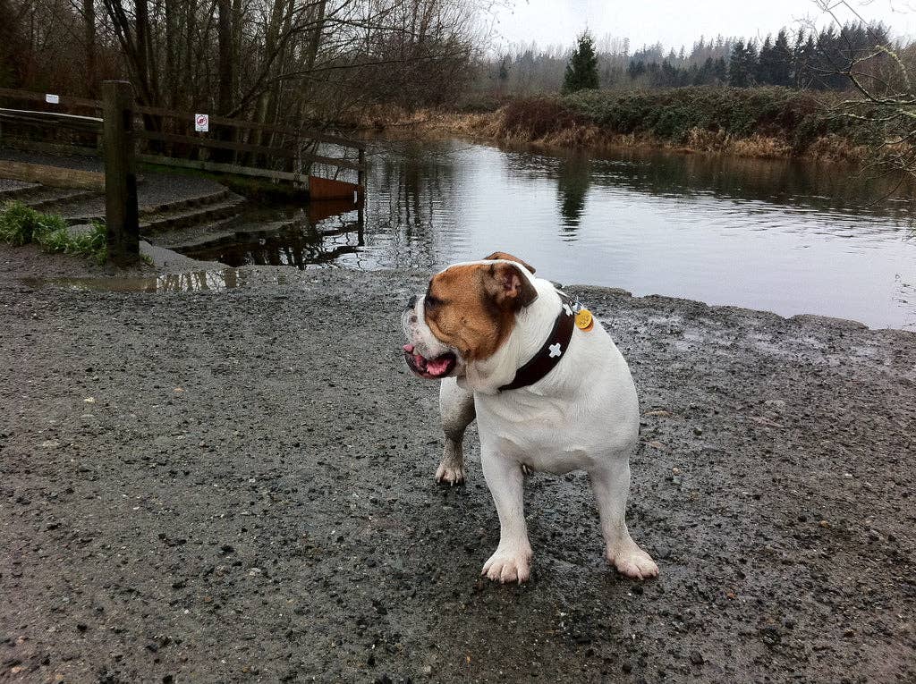 Alpen Schatz - Wholesale Pet Collar - Dog - Swiss Cross Collars10