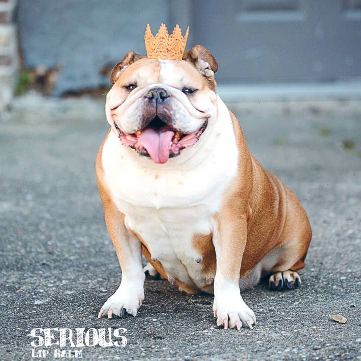 Serious Lip Balm - Wholesale Lip Balm - Our Best Girl - Lula the Bulldog Donut Lip Balm