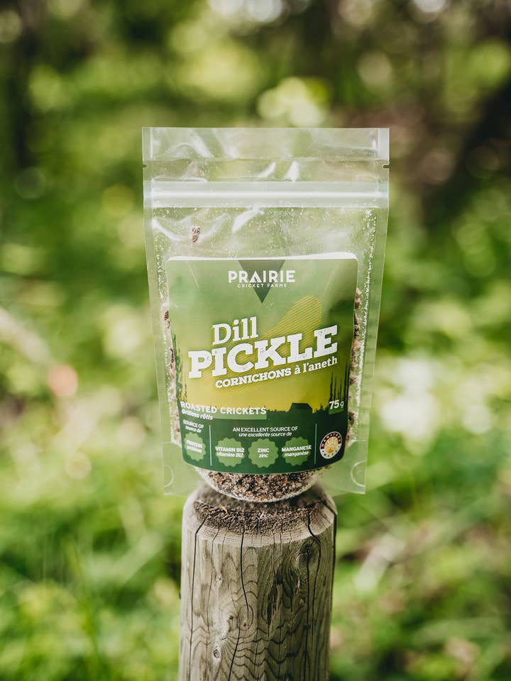 Grillons rôtis au cornichon à l'aneth pour la vente par Prairie Cricket Farms
