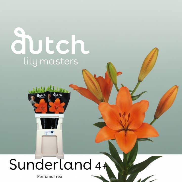 Orange Lily La Sunderland for wholesale on Faire