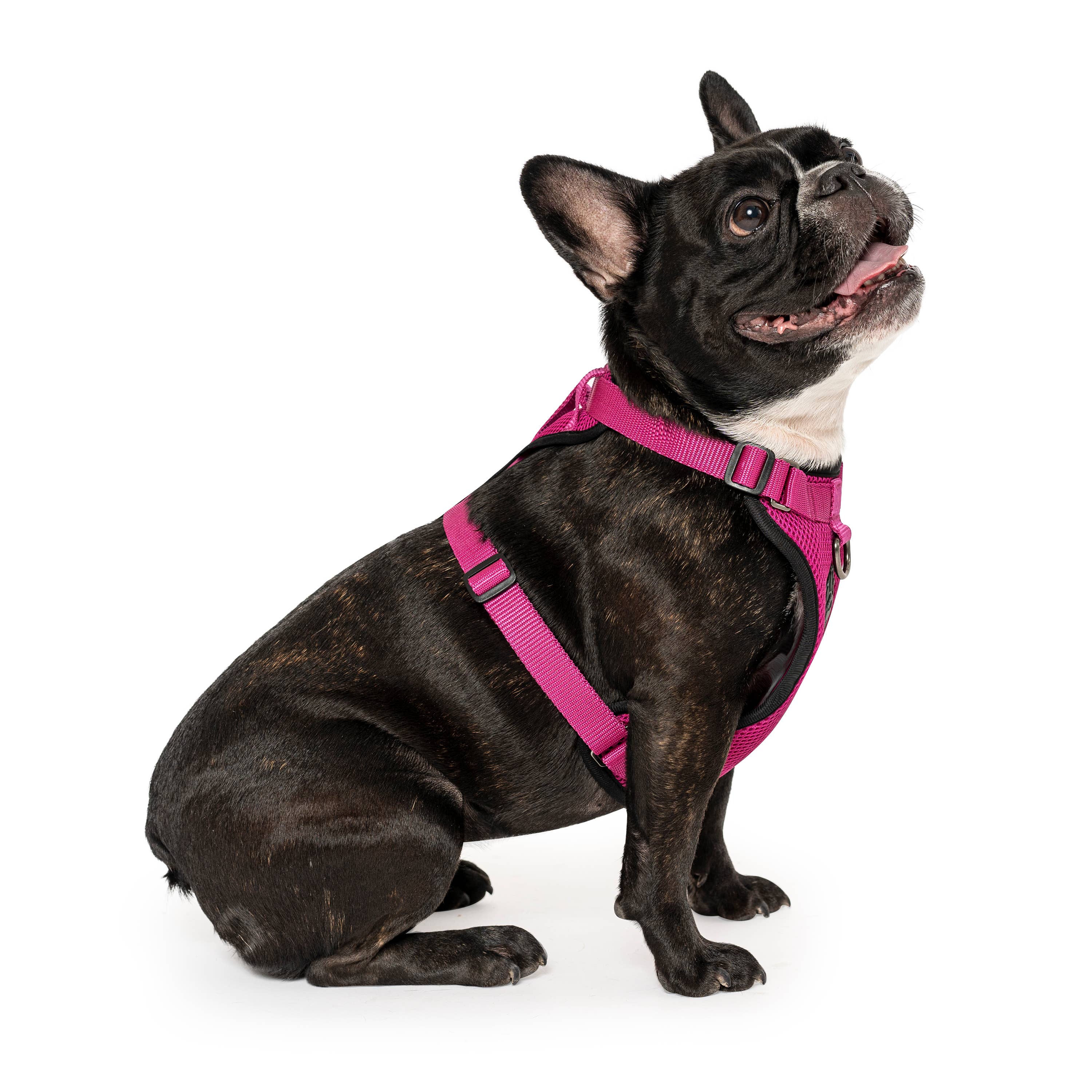 Canada Pooch - Wholesale Pet Harness - Dog - Everything Harness- No-Pull Dog Harness (Mesh)2