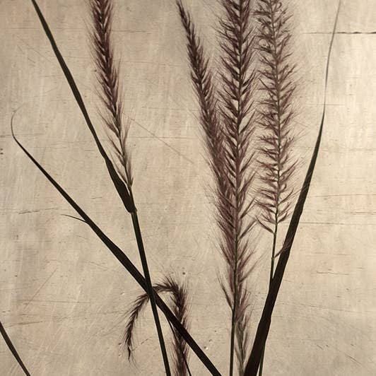 Heather Johnston (Dried Grasses I) Canvas for wholesale by The Art Group