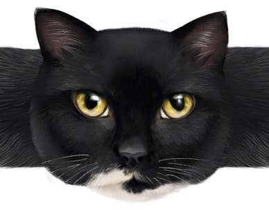 Hug-a-BooBoo - Wholesale Bandaids/Bandages - Hug-a-BooBoo "Hugging Paws" Premium CAT Bandages 24ct Box5